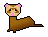 Raccoon
