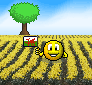 Daffodils